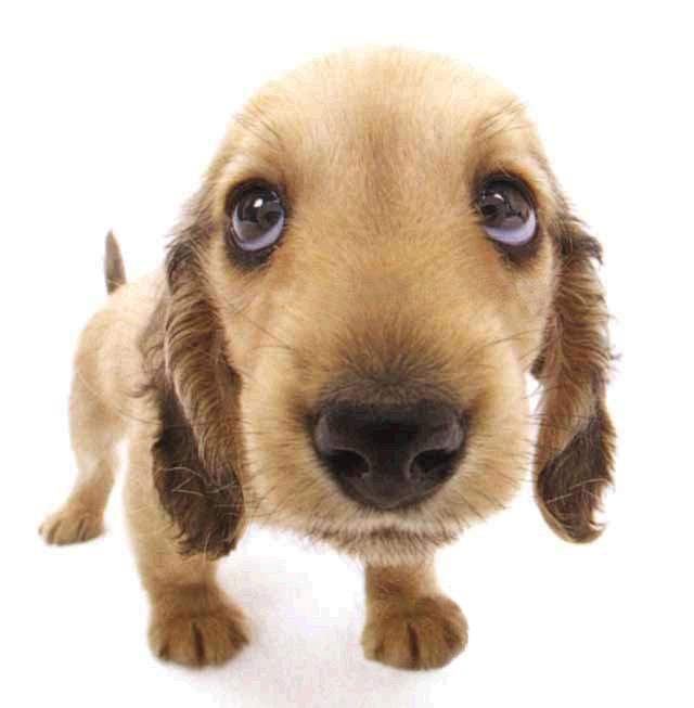 doggy