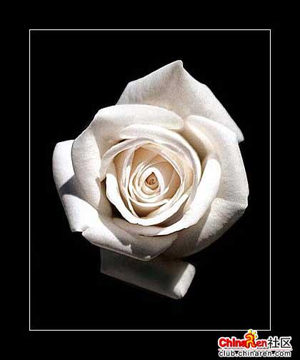 rose
