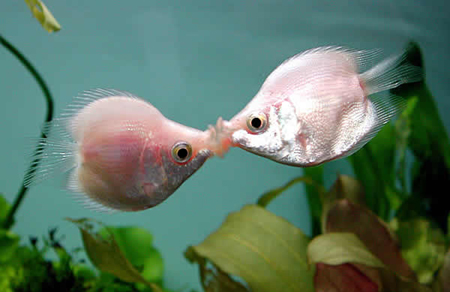 you're been kissed by fishie~~